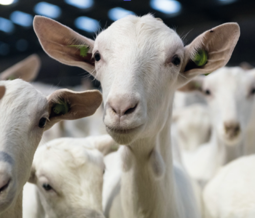 Geit Fit-Mix: Immuniteit Boost in moeilijke periodes