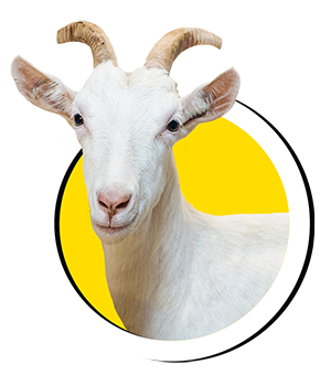 Geit